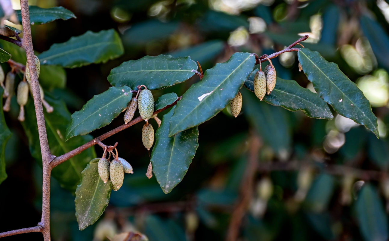 Image of Elaeagnus pungens specimen.