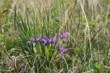 View full-size image Iris ventricosa