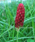View full-size image Trifolium incarnatum