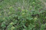 View full-size image Potentilla brachypetala