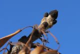 View full-size image Fraxinus excelsior