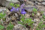 View full-size image genus Phelipanche