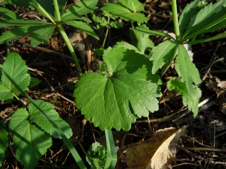 Image of genus Ranunculus specimen.