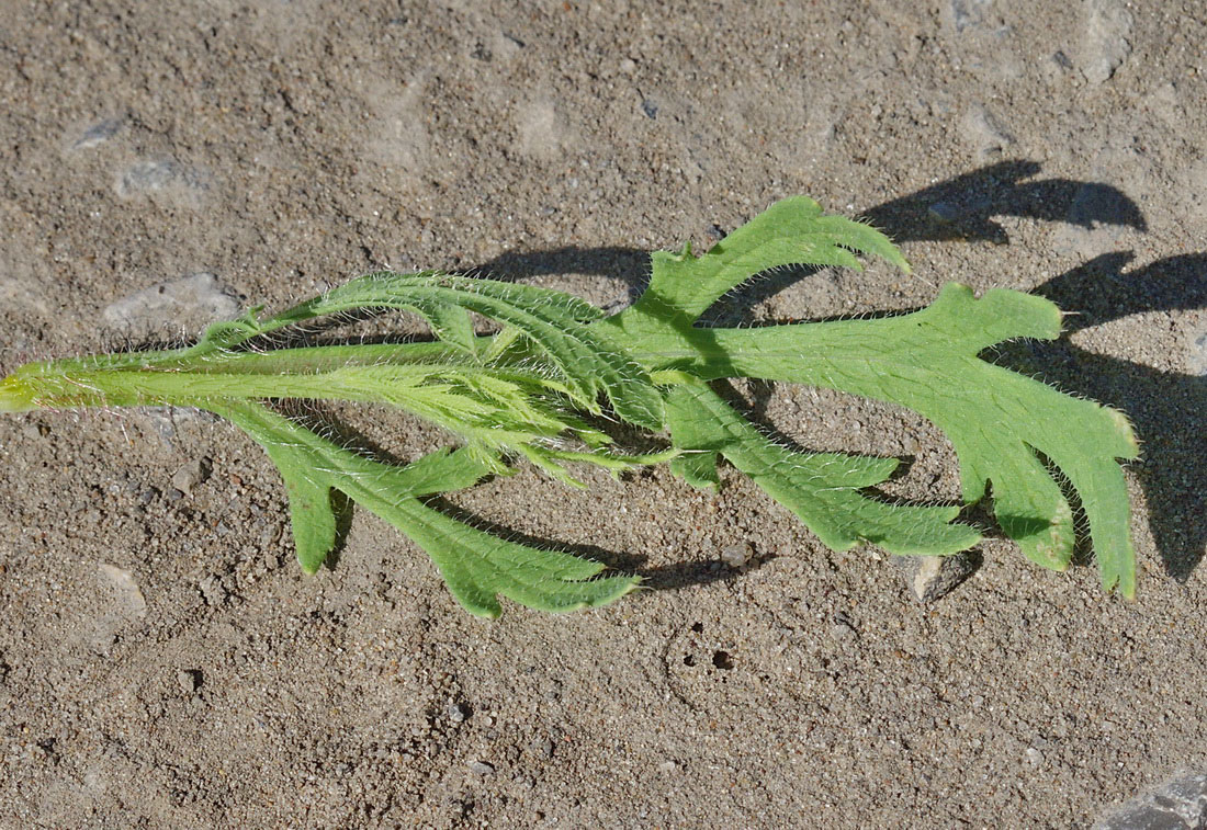 Изображение особи Papaver stevenianum.