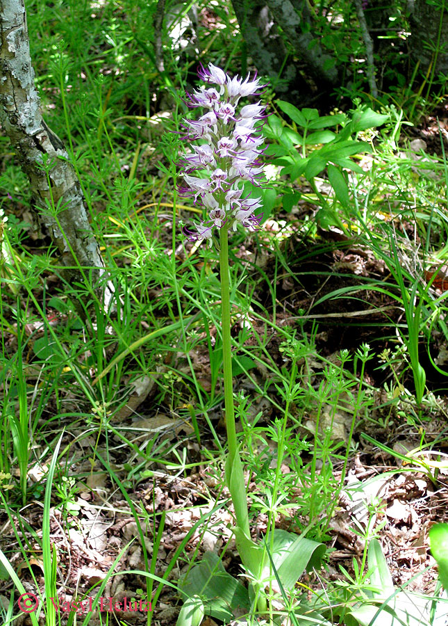 Изображение особи Orchis simia.