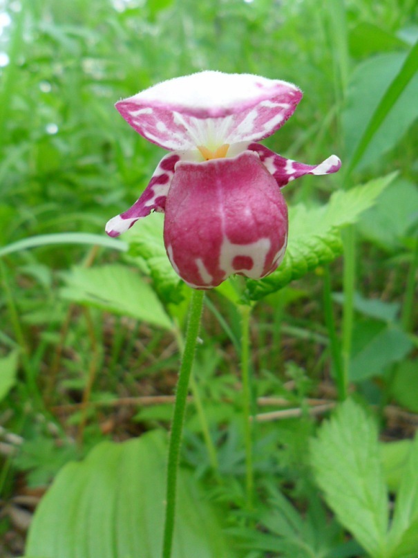 Image of Cypripedium guttatum specimen.