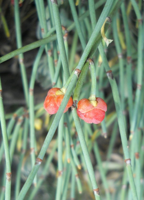 Image of Ephedra monosperma specimen.