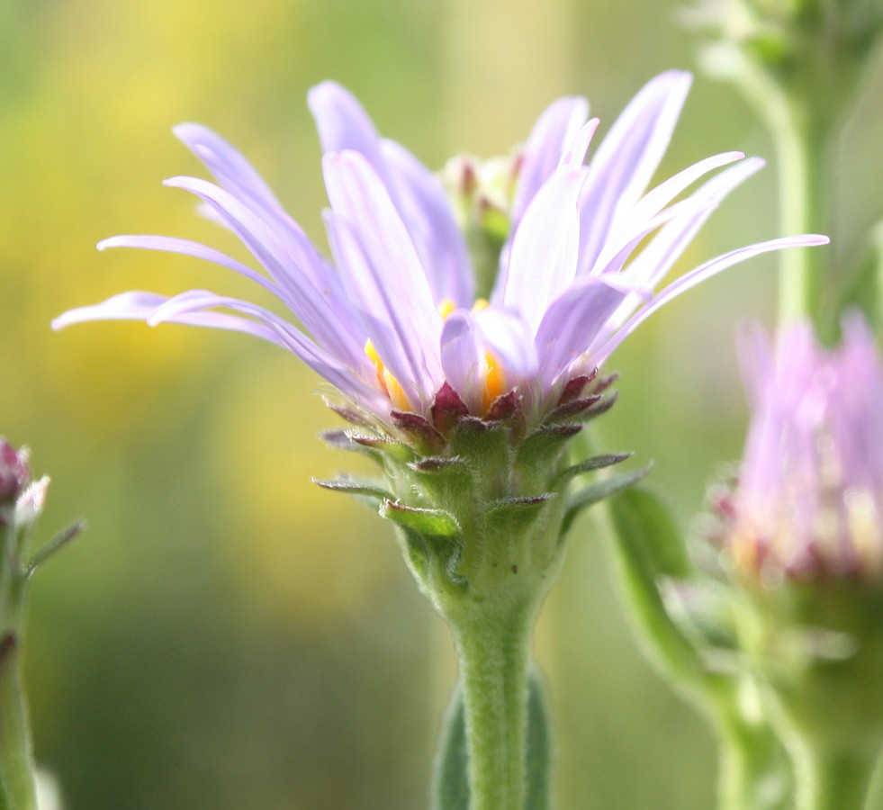 Изображение особи Aster amellus.