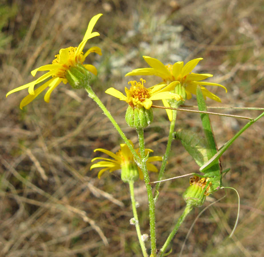 Изображение особи Senecio jacobaea.