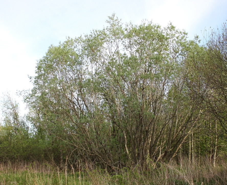 Изображение особи Salix gmelinii.