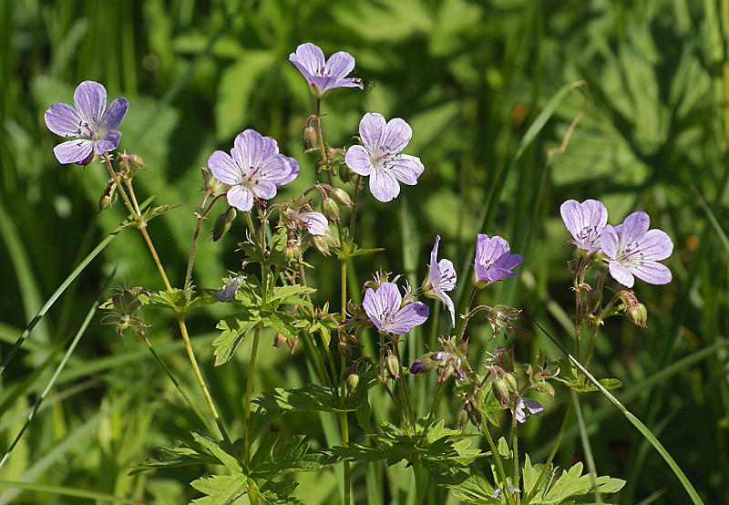 Изображение особи Geranium sylvaticum.