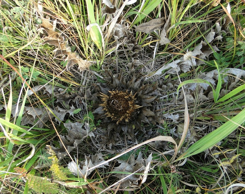 Image of Carlina onopordifolia specimen.