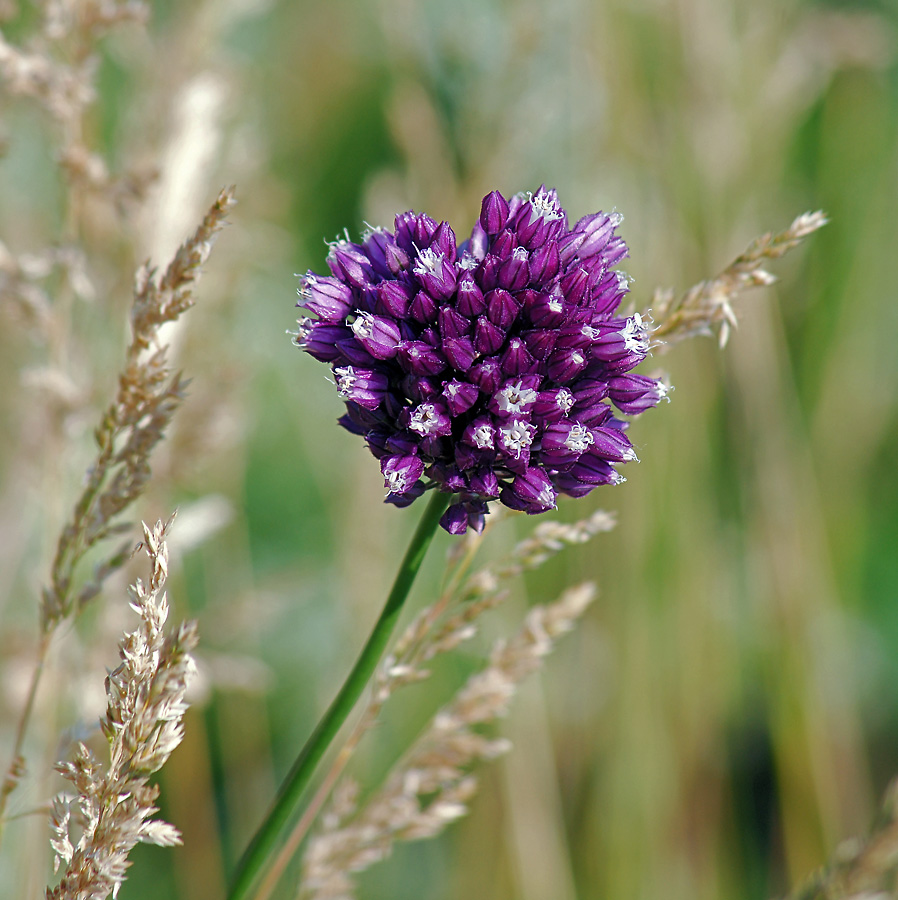 Изображение особи Allium rotundum.