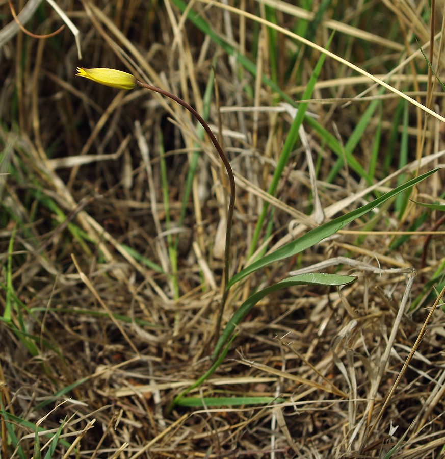 Image of Tulipa biebersteiniana specimen.