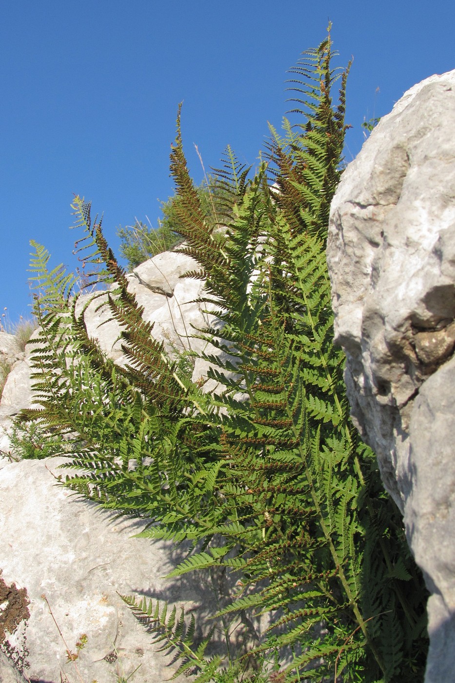 Image of Dryopteris villarii specimen.