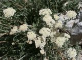 Semenovia dissectifolia. Соцветия. Таджикистан, Памир, восточнее перевала Кой-Тезек, 4200 м н.у.м. 02.08.2011.