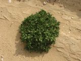 Anastatica hierochuntica. Цветущее растение. Израиль, Нахаль Цын, днище вади. 26.03.2010.