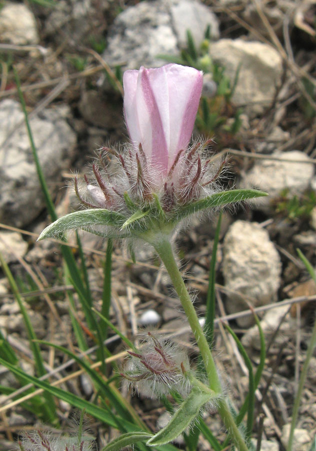 Изображение особи Convolvulus tauricus.