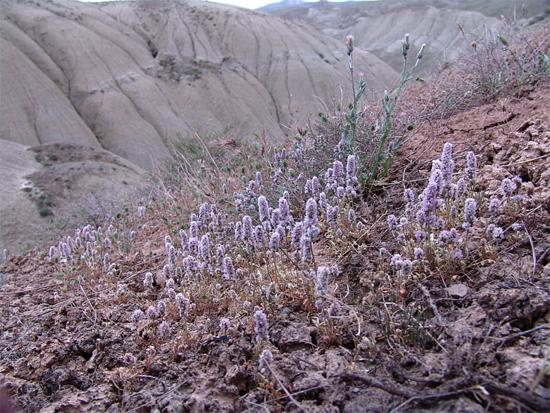 Image of Psylliostachys spicata specimen.