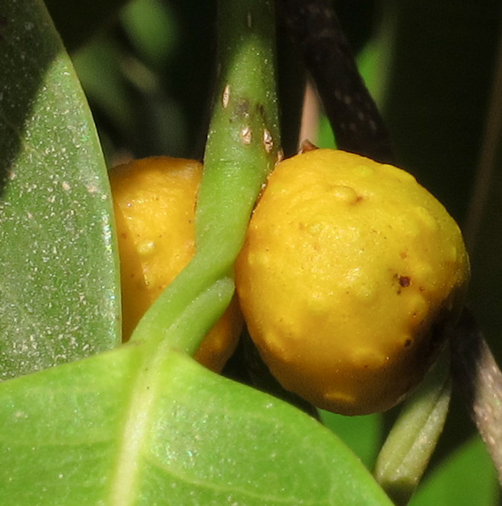 Image of Ficus binnendijkii specimen.