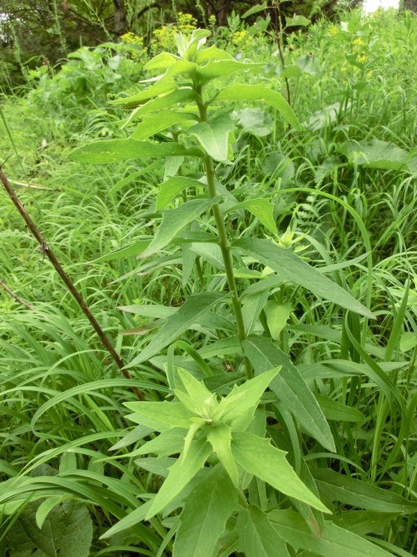 Image of genus Hieracium specimen.