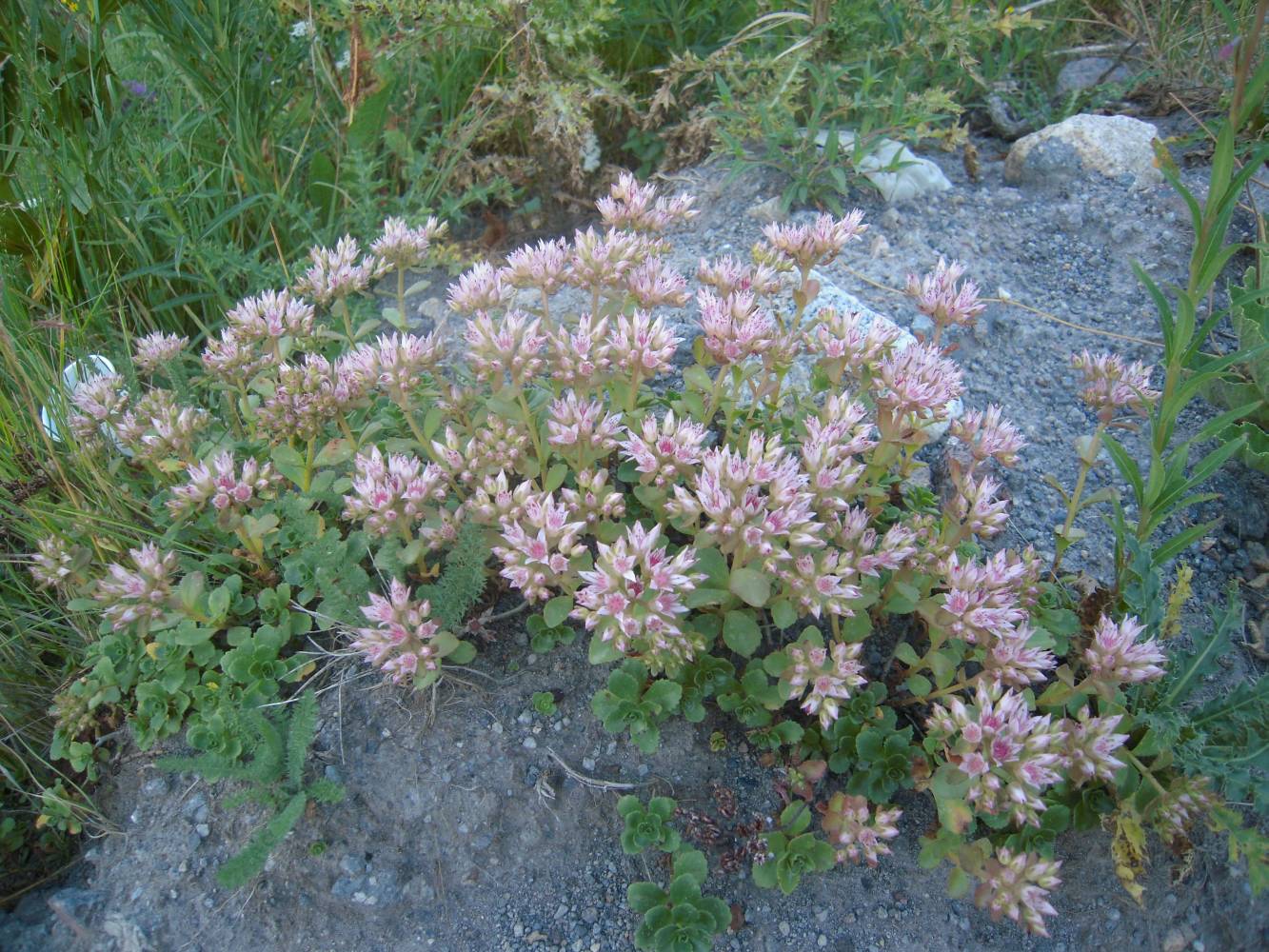 Image of Sedum oppositifolium specimen.