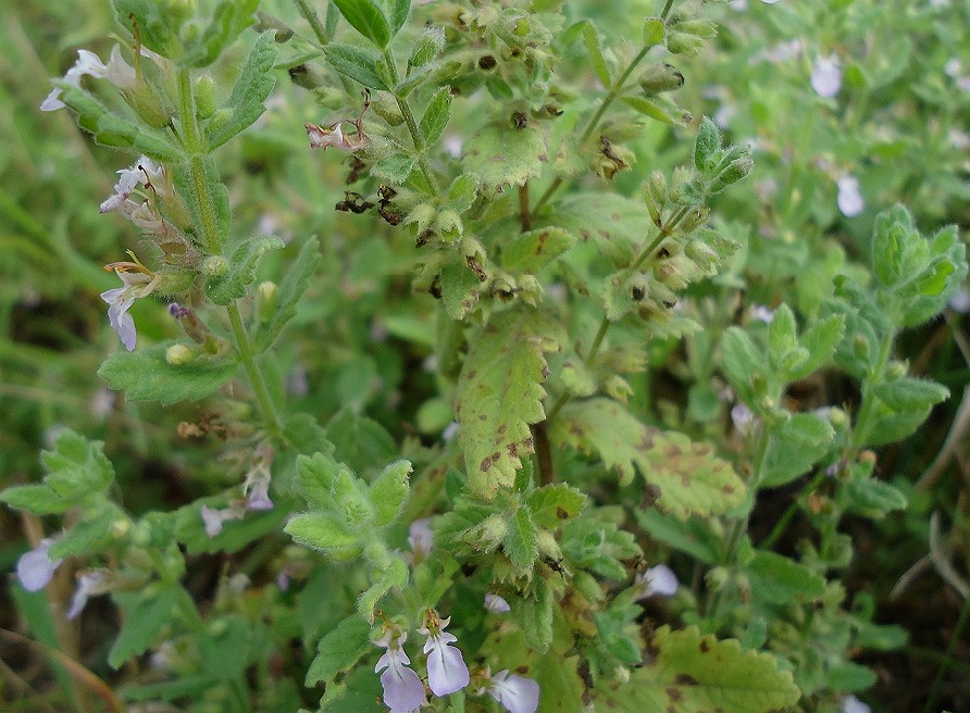 Image of Teucrium scordioides specimen.