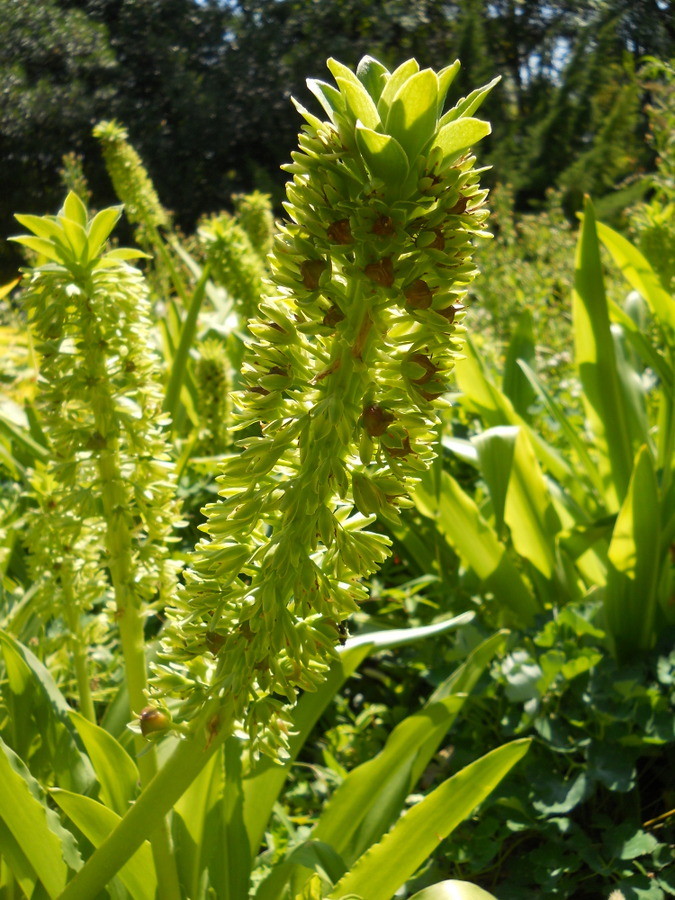 Изображение особи Eucomis autumnalis.