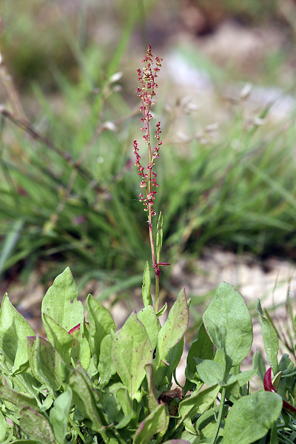 Image of Rumex acetosella specimen.