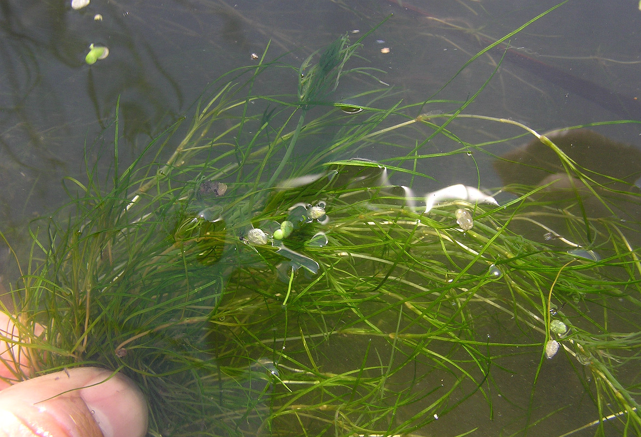 Изображение особи Zannichellia pedunculata.