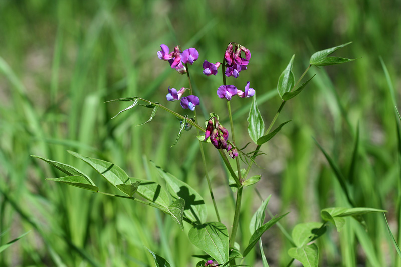 Image of Lathyrus vernus specimen.