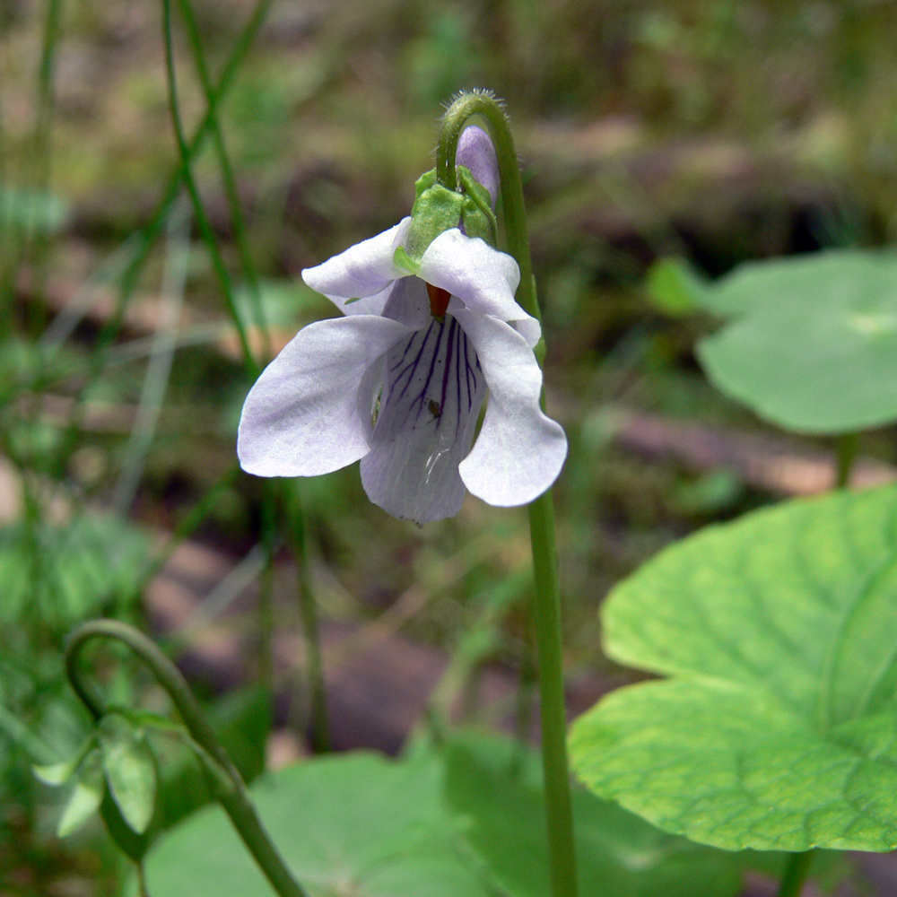 Изображение особи Viola epipsila.