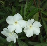 Nerium oleander