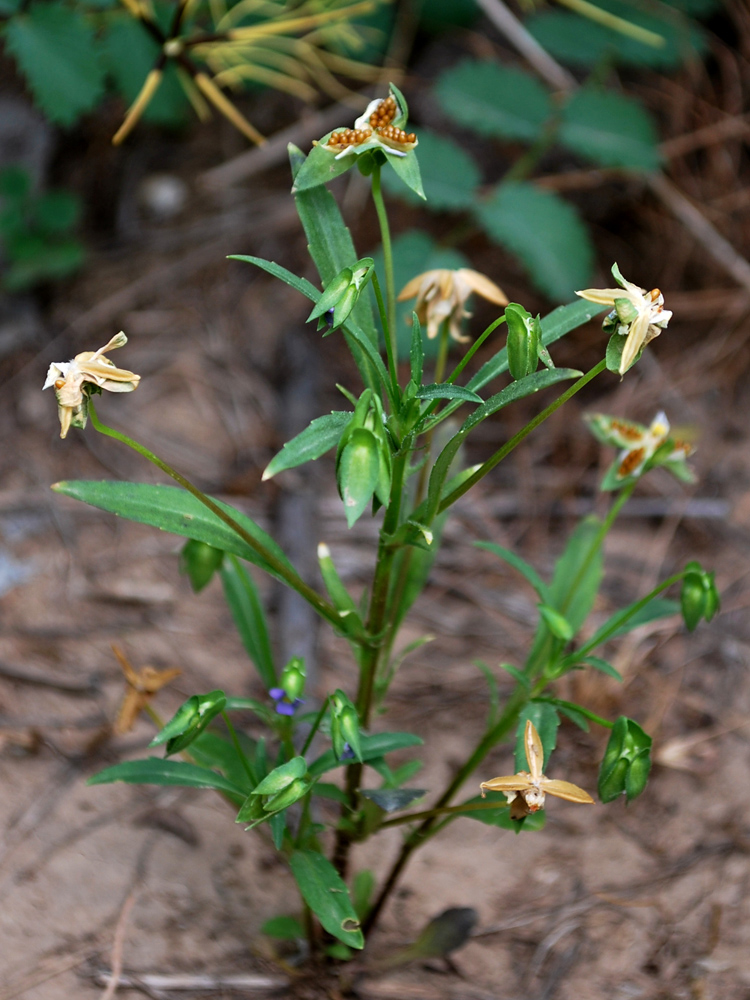 Image of genus Viola specimen.