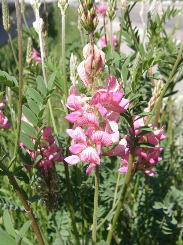 Image of Onobrychis viciifolia specimen.