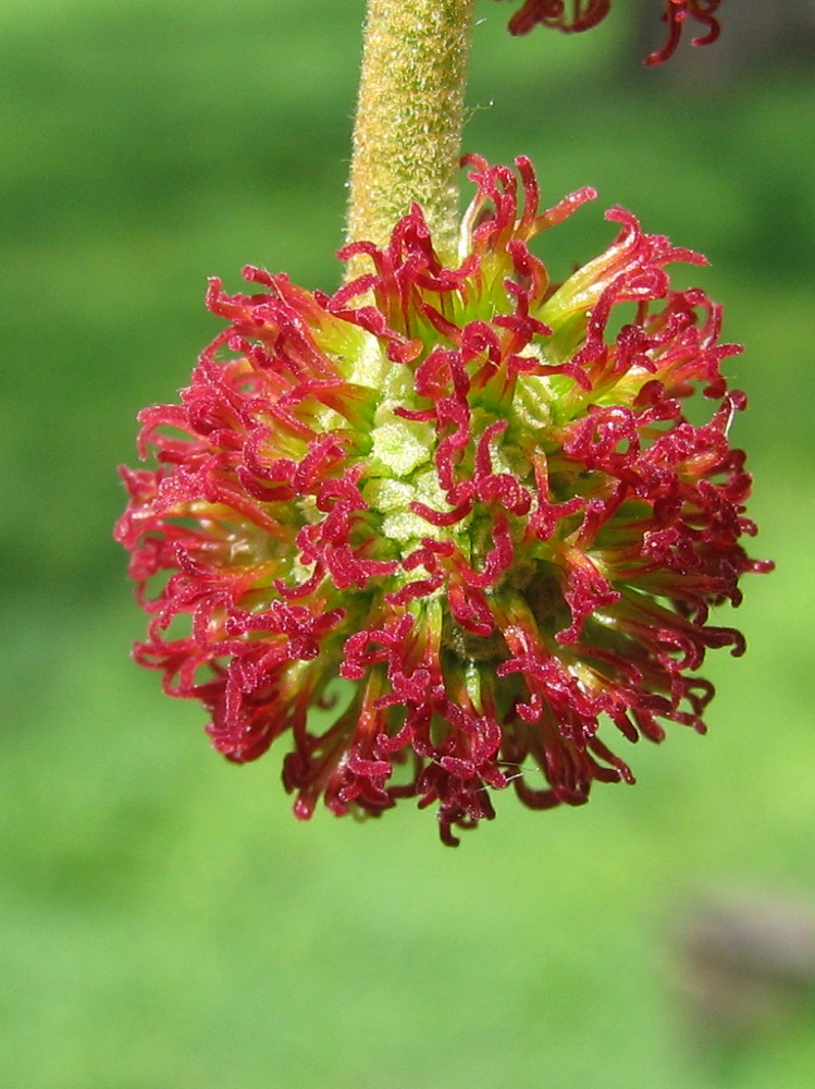 Изображение особи Platanus orientalis.