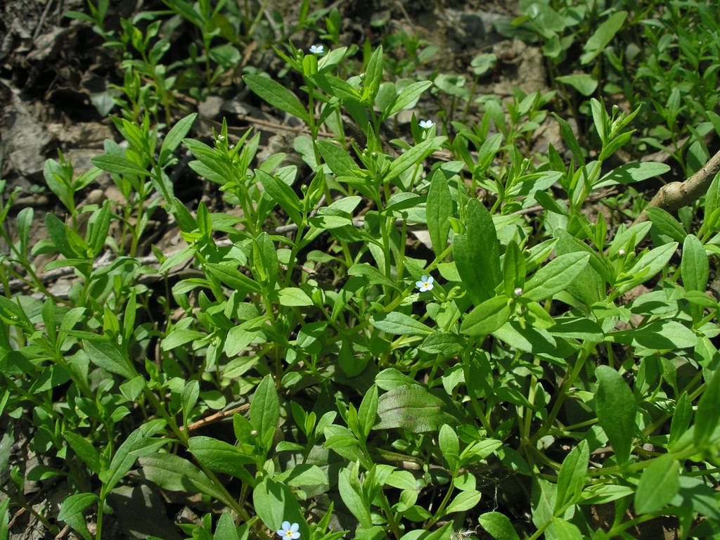 Image of Omphalodes scorpioides specimen.