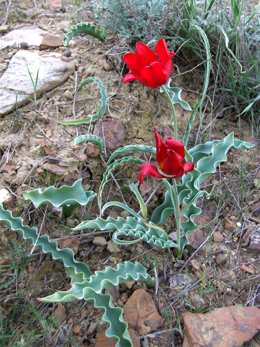 Image of Tulipa suaveolens specimen.