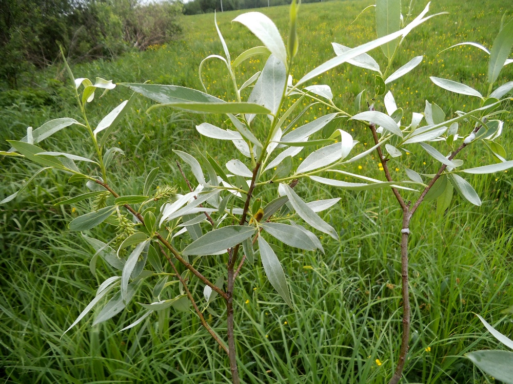 Image of Salix alba specimen.