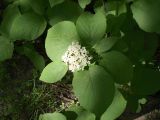 Viburnum lantana