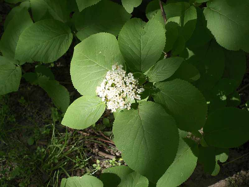 Image of Viburnum lantana specimen.