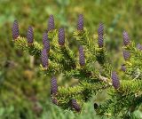 Picea obovata. Стелющаяся ветвь с молодыми шишками. Архангельская обл., Соловки, Долгая губа, приморская опушка. 10.06.2012.