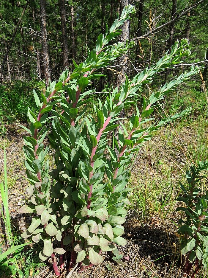 Image of Hylotelephium triphyllum specimen.