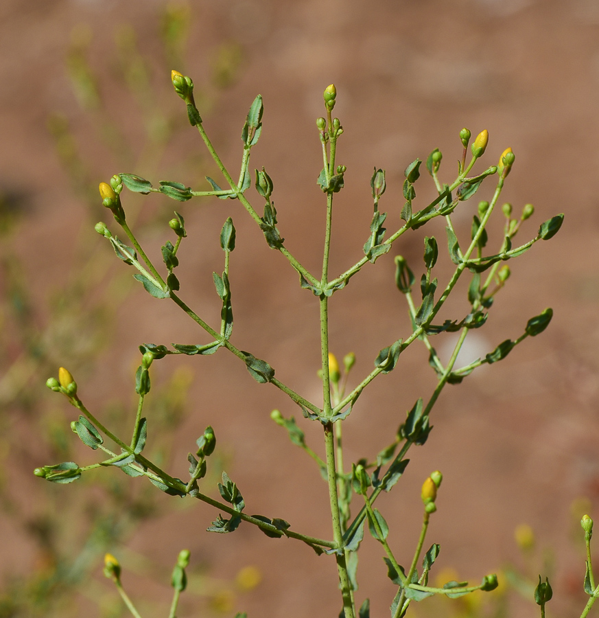 Image of Hypericum triquetrifolium specimen.