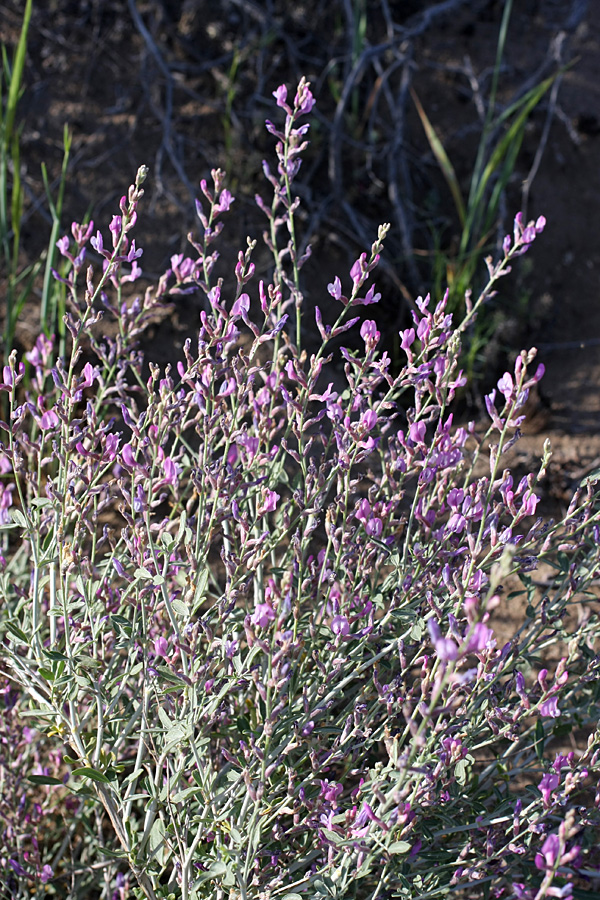 Image of Astragalus macrocladus specimen.