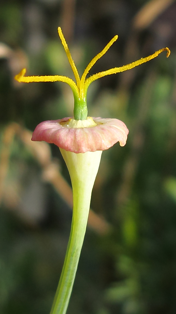 Изображение особи Eschscholzia californica.