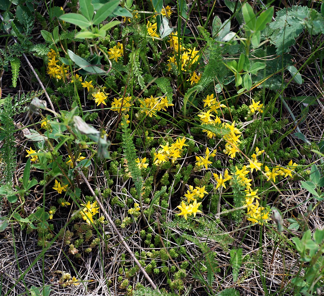 Image of Sedum acre specimen.