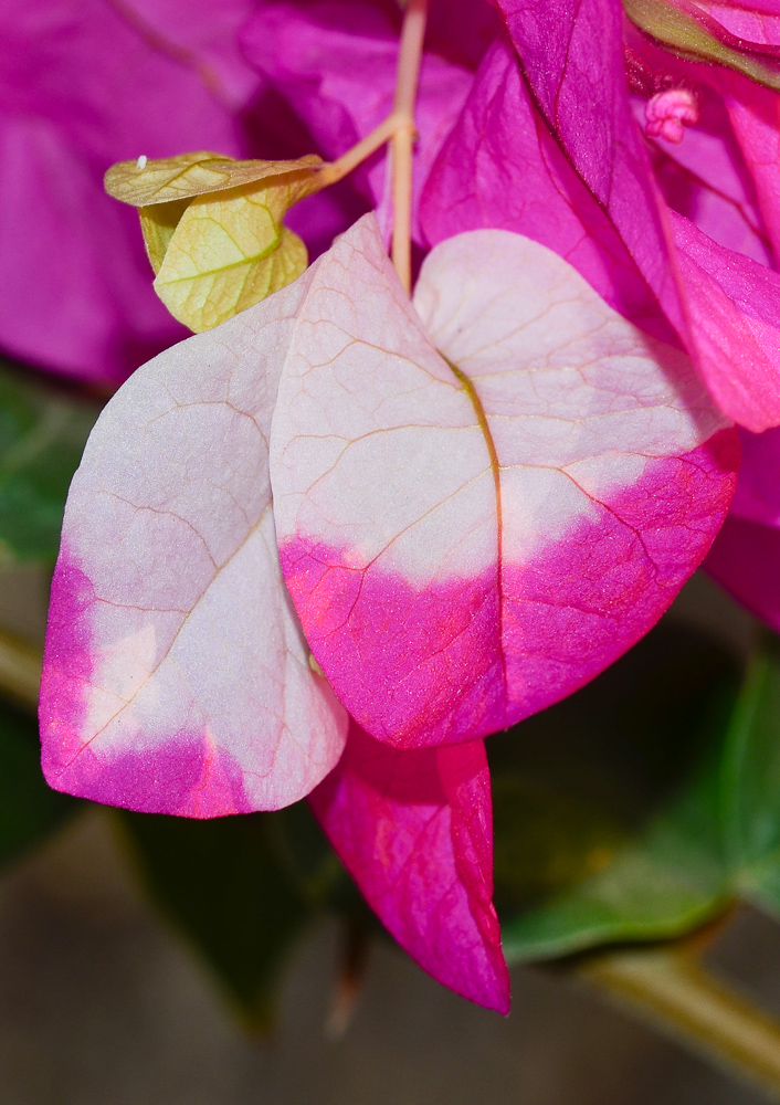 Image of genus Bougainvillea specimen.