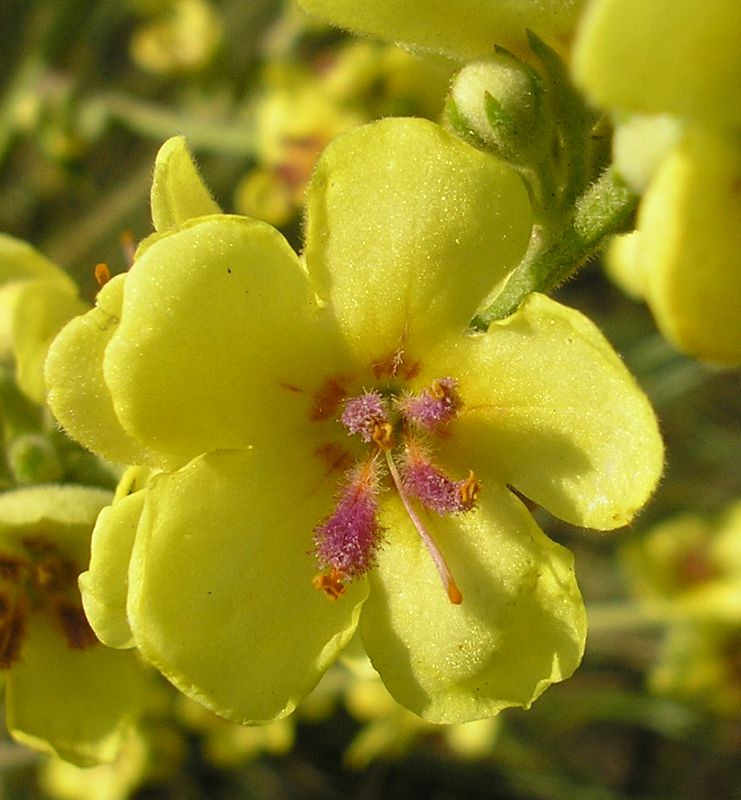 Image of Verbascum marschallianum specimen.