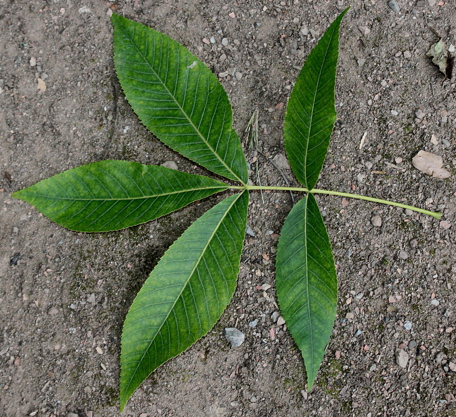 Image of Carya glabra specimen.